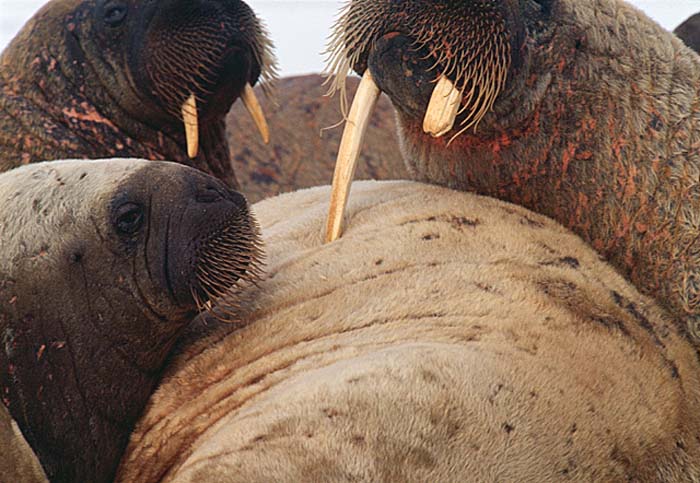 Atlantic Walrus (Odobenus rosmarus rosmarus)