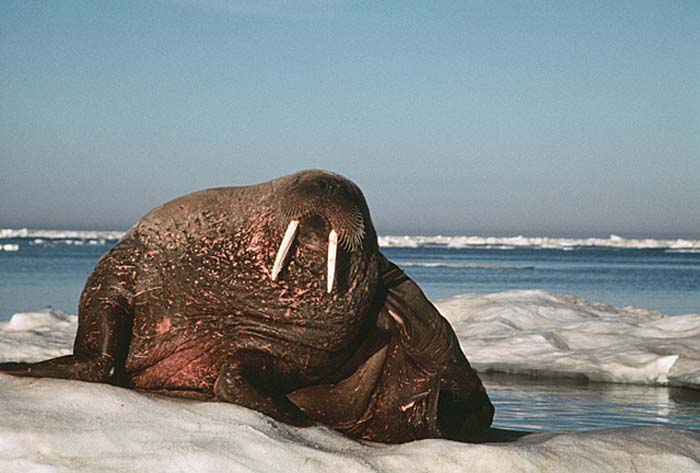 Atlantic Walrus (Odobenus rosmarus rosmarus)