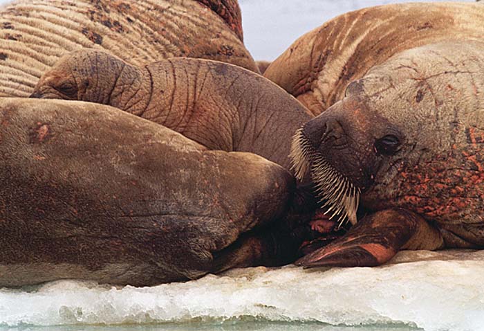 Atlantic Walrus (Odobenus rosmarus rosmarus)