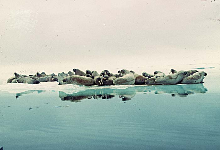 Atlantic Walrus (Odobenus rosmarus rosmarus)