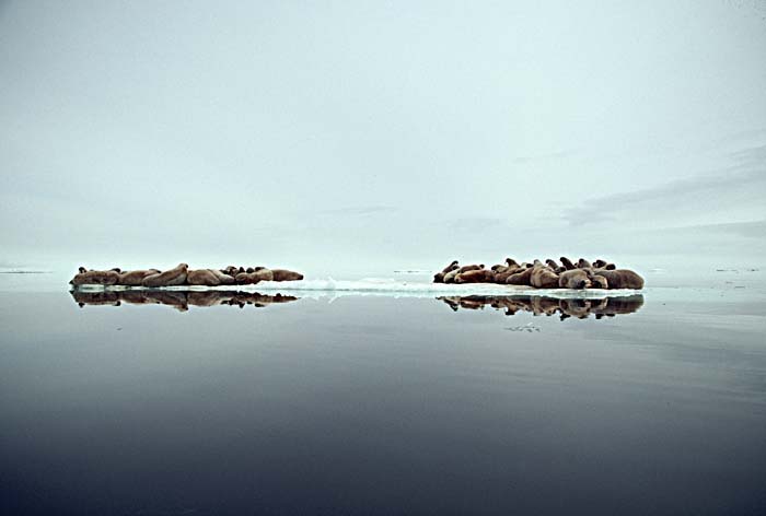 Atlantic Walrus (Odobenus rosmarus rosmarus)