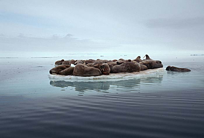 Atlantic Walrus (Odobenus rosmarus rosmarus)