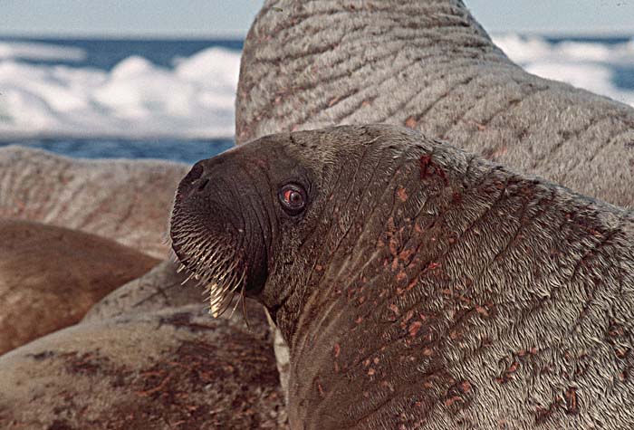 Atlantic Walrus (Odobenus rosmarus rosmarus)