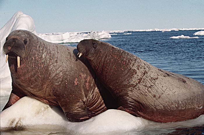 Atlantic Walrus (Odobenus rosmarus rosmarus)