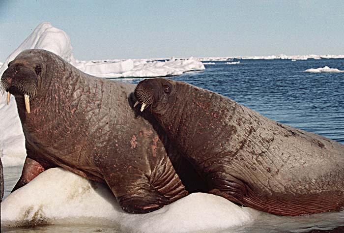 Atlantic Walrus (Odobenus rosmarus rosmarus)