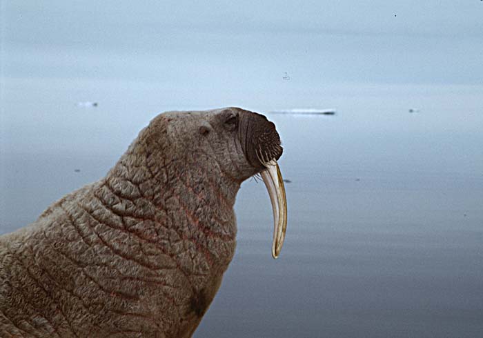 Atlantic Walrus (Odobenus rosmarus rosmarus)