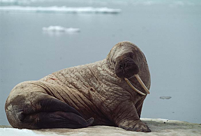 Atlantic Walrus (Odobenus rosmarus rosmarus)