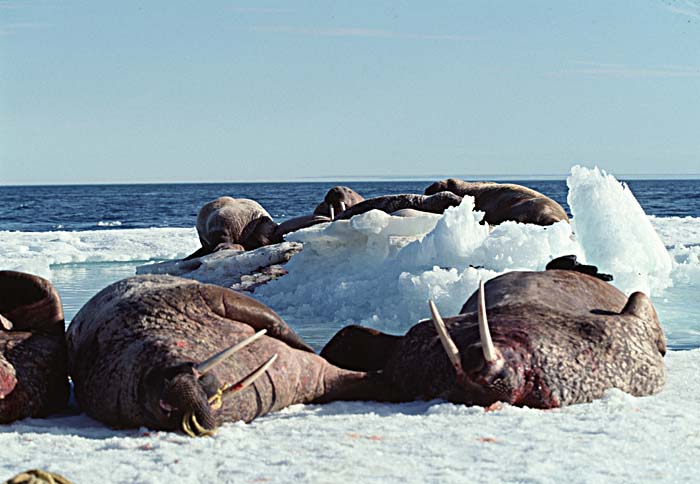 Atlantic Walrus (Odobenus rosmarus rosmarus)