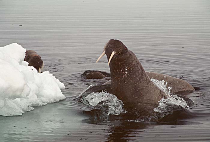 Atlantic Walrus (Odobenus rosmarus rosmarus)