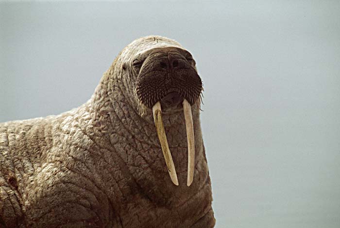 Atlantic Walrus (Odobenus rosmarus rosmarus)