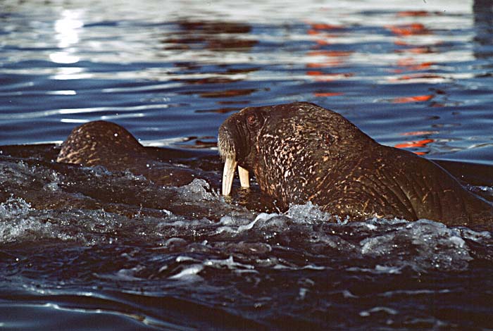 Atlantic Walrus (Odobenus rosmarus rosmarus)