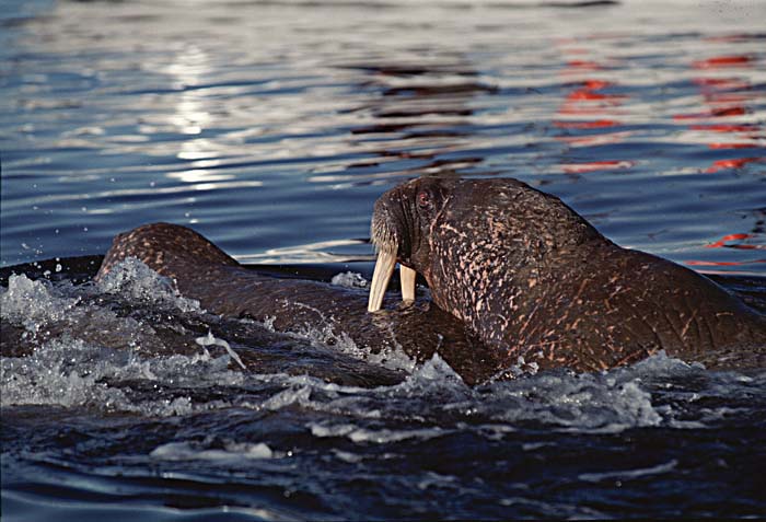 Atlantic Walrus (Odobenus rosmarus rosmarus)