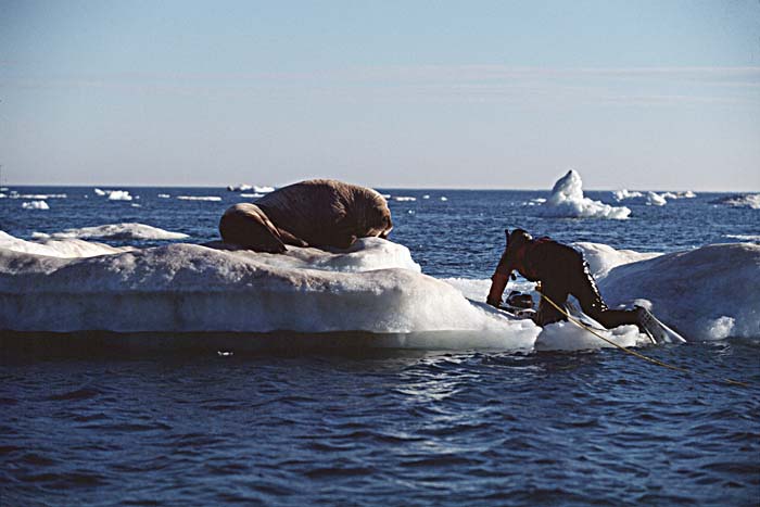 Atlantic Walrus (Odobenus rosmarus rosmarus)