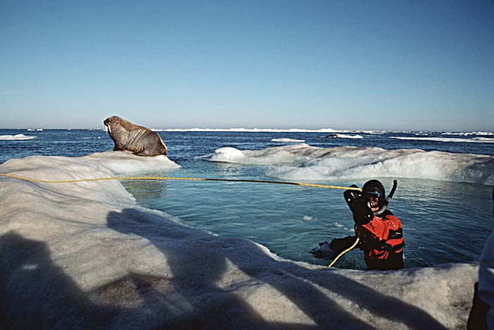 Atlantic Walrus (Odobenus rosmarus rosmarus)