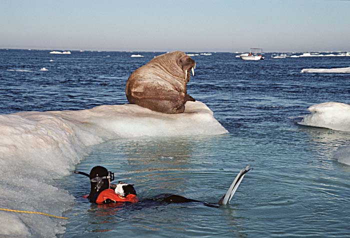 Atlantic Walrus (Odobenus rosmarus rosmarus)