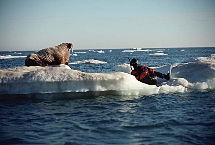 Atlantic Walrus (Odobenus rosmarus rosmarus)