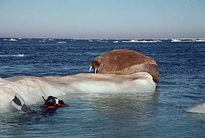 Atlantic Walrus (Odobenus rosmarus rosmarus)