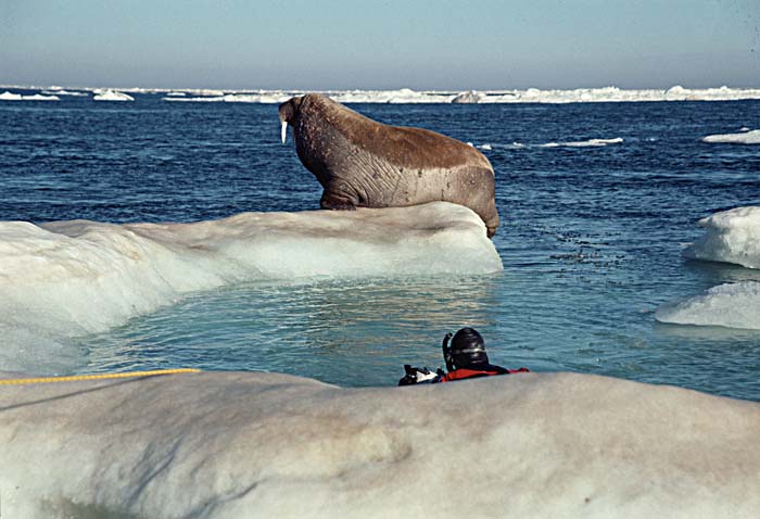 Atlantic Walrus (Odobenus rosmarus rosmarus)