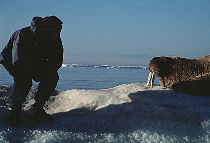 Atlantic Walrus (Odobenus rosmarus rosmarus)