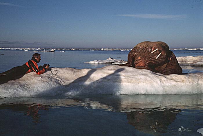 Atlantic Walrus (Odobenus rosmarus rosmarus)