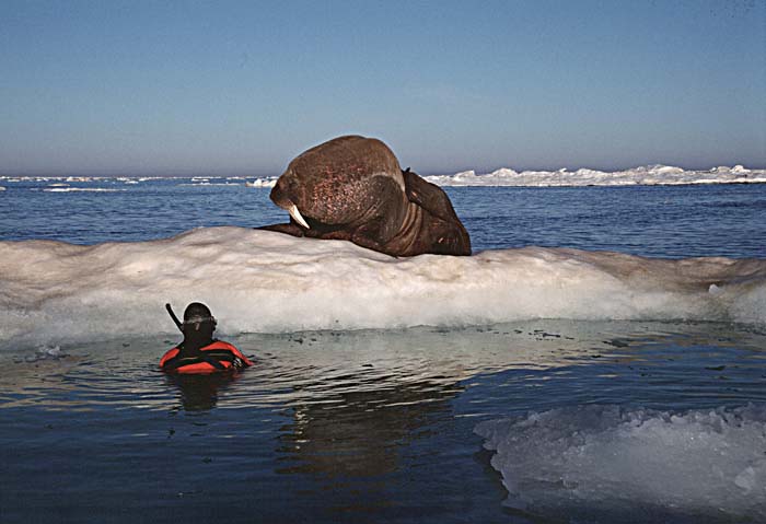 Atlantic Walrus (Odobenus rosmarus rosmarus)