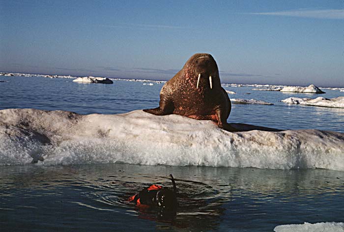 Atlantic Walrus (Odobenus rosmarus rosmarus)