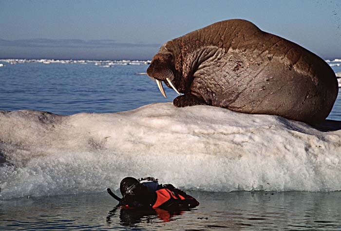 Atlantic Walrus (Odobenus rosmarus rosmarus)