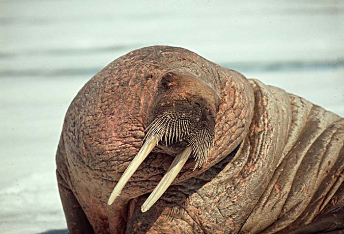 Atlantic Walrus (Odobenus rosmarus rosmarus)