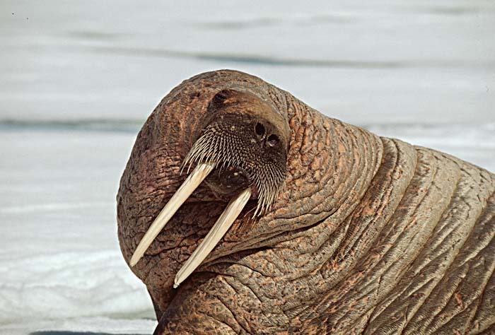 Atlantic Walrus (Odobenus rosmarus rosmarus)