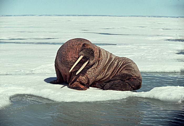 Atlantic Walrus (Odobenus rosmarus rosmarus)