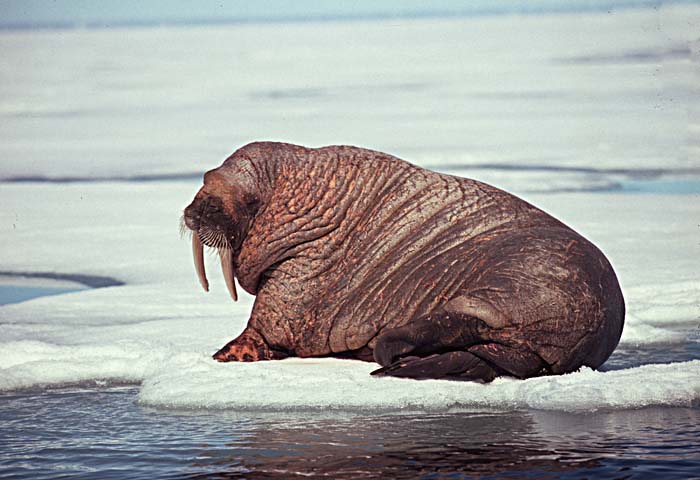 Atlantic Walrus (Odobenus rosmarus rosmarus)