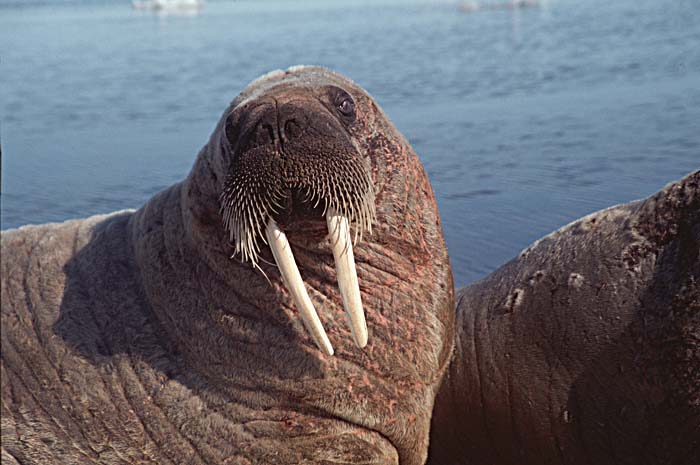 Atlantic Walrus (Odobenus rosmarus rosmarus)