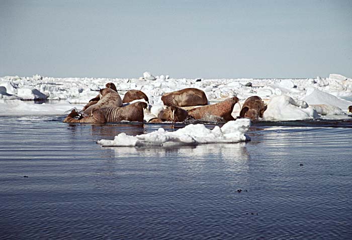 Atlantic Walrus (Odobenus rosmarus rosmarus)