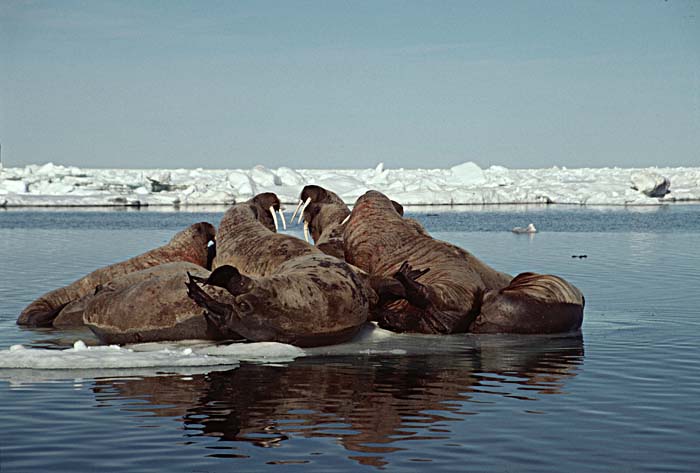 Atlantic Walrus (Odobenus rosmarus rosmarus)