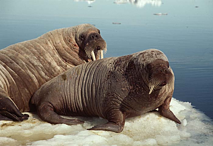 Atlantic Walrus (Odobenus rosmarus rosmarus)