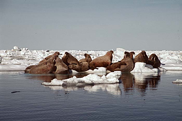 Atlantic Walrus (Odobenus rosmarus rosmarus)