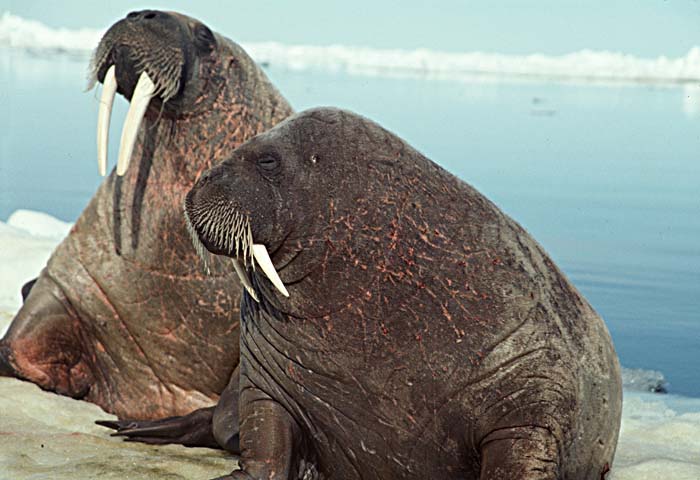 Atlantic Walrus (Odobenus rosmarus rosmarus)