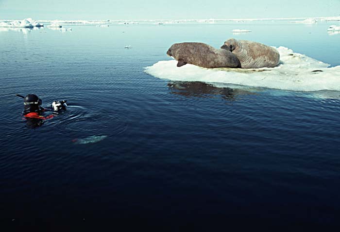 Atlantic Walrus (Odobenus rosmarus rosmarus)