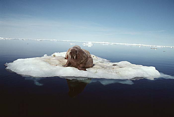 Atlantic Walrus (Odobenus rosmarus rosmarus)