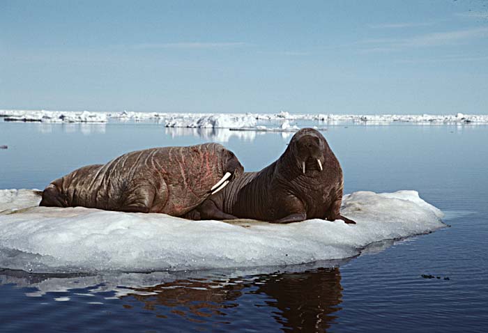 Atlantic Walrus (Odobenus rosmarus rosmarus)