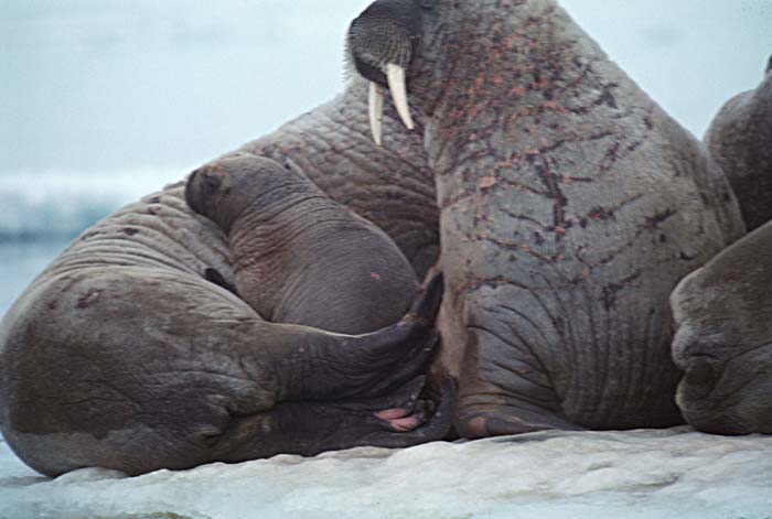 Atlantic Walrus (Odobenus rosmarus rosmarus)