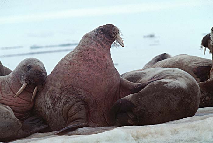 Atlantic Walrus (Odobenus rosmarus rosmarus)