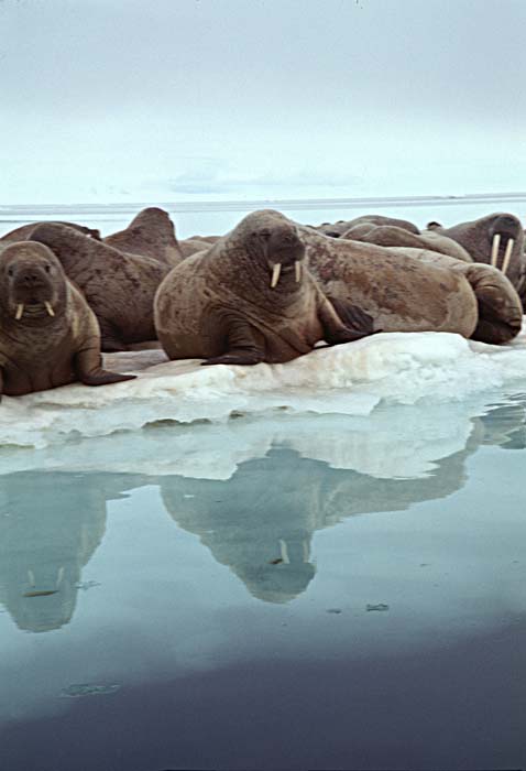 Atlantic Walrus (Odobenus rosmarus rosmarus)