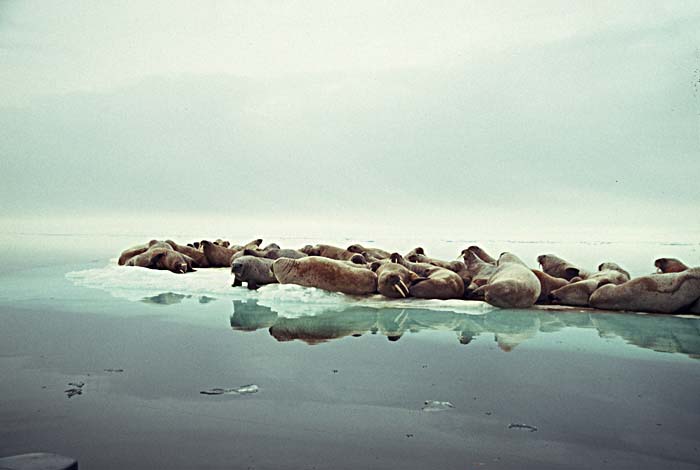 Atlantic Walrus (Odobenus rosmarus rosmarus)