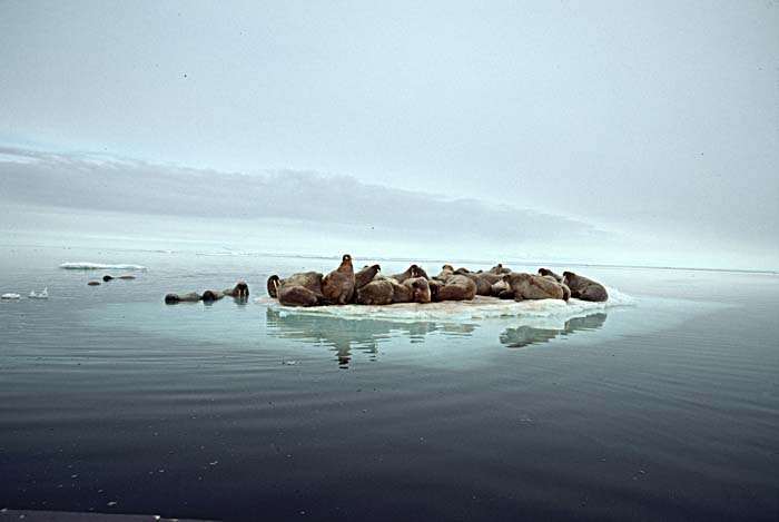 Atlantic Walrus (Odobenus rosmarus rosmarus)