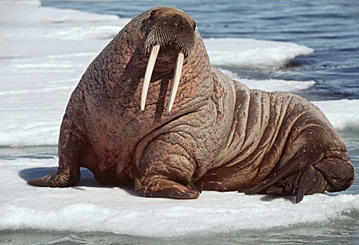 Atlantic Walrus (Odobenus rosmarus rosmarus)