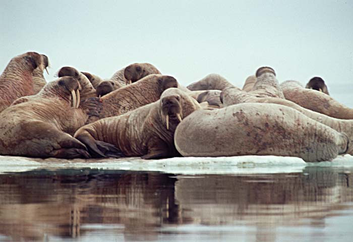 Atlantic Walrus (Odobenus rosmarus rosmarus)