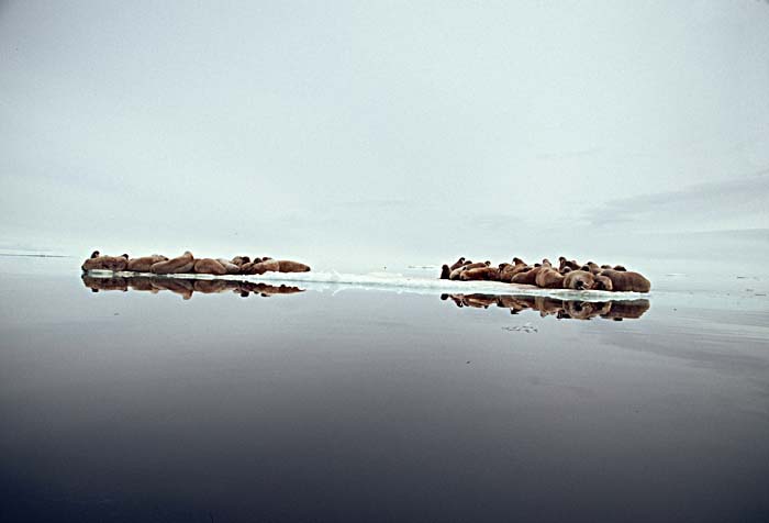 Atlantic Walrus (Odobenus rosmarus rosmarus)