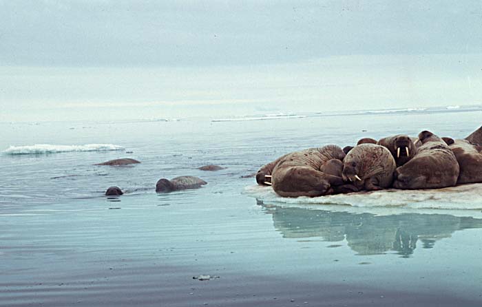 Atlantic Walrus (Odobenus rosmarus rosmarus)