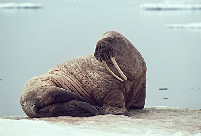 Atlantic Walrus (Odobenus rosmarus rosmarus)